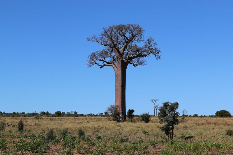 Baobab Trees in Madagascar