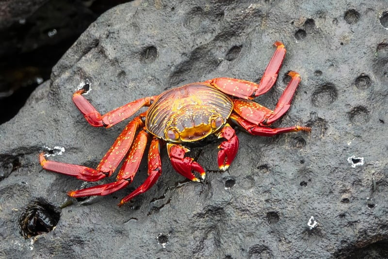 Chili Crab in Singapore