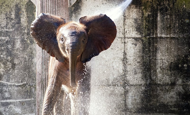 Elephants in Africa