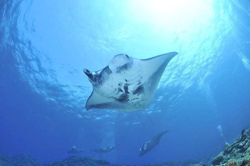 Manta Ray in Coral Reef