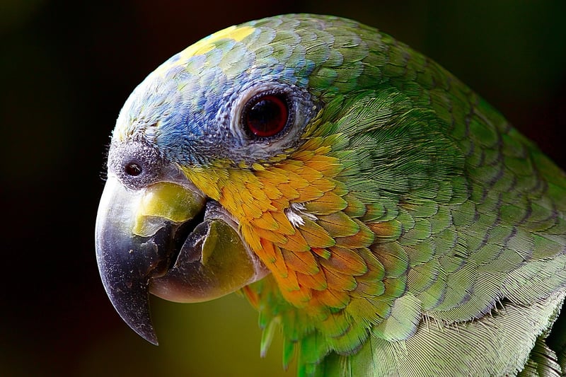 Resplendent Quetzal in Rainforest